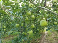 옥이네사과햇살농원