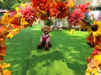 개떼놀이터 남양주 애견운동장 강아지놀이터 펫 반려견