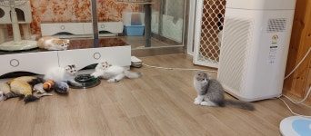 묘랑 고양이 카페