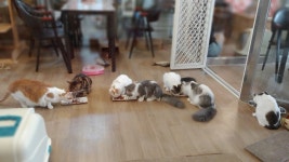묘랑 고양이 카페