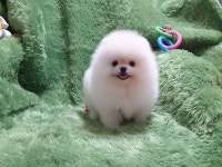 광주강아지분양 고양이분양 펫왕국