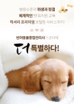펫브릿지호텔 미용 유치원 놀이방