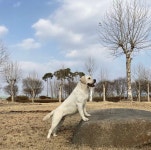 네발로 코리아