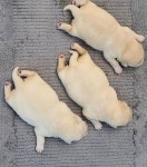 네발로 코리아