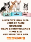 펫브릿지호텔 미용 유치원 놀이방