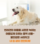 펫브릿지호텔 미용 유치원 놀이방