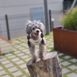 개편한세상