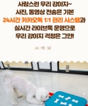 펫브릿지호텔 미용 유치원 놀이방