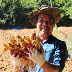 금산인삼도매센터 영농조합법인