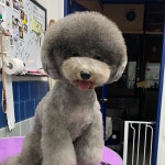 이누펫살롱