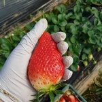 김재한딸기농장