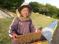 대왕벌꿀농원