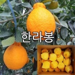 오부자감귤농장