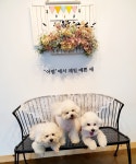 어썸 강아지 호텔 & 유치원