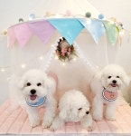 어썸 강아지 호텔 & 유치원