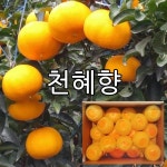 오부자감귤농장