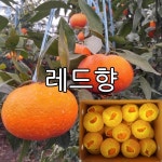 오부자감귤농장