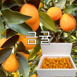 오부자감귤농장