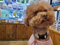 청라루비동물병원