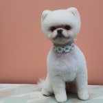 우리집강아지미용실