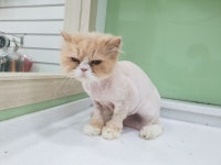 도그넷 애견미용실