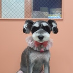 우리집강아지미용실