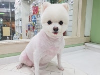 도그넷 애견미용실
