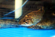 단양민물매운탕쏘가리