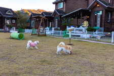 하루강아지애견펜션