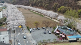 벚꽃나들버섯집