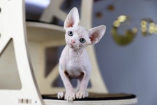 고양이분양 전문 달루나캣츠 왕십리점