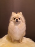 스타일리다독