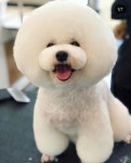 탑앤탑 그루밍