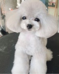 탑앤탑 그루밍