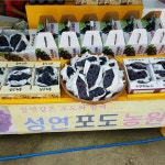 성연포도농원직판장