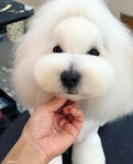 탑앤탑 그루밍