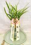 코튼플라워