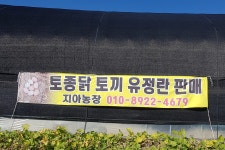 지아네토끼농장