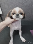 은밀하개위대하개