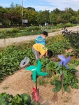 텃밭보급소