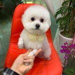 폼나개