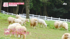 남해 상상양떼목장 편백숲