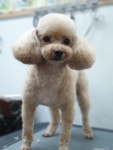이쁘개멍멍