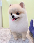 내안에너있DOG