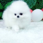 REAL DOGS 강아지분양 일산본점
