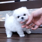 REAL DOGS 강아지분양 일산본점