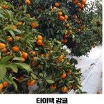 속골은영이네귤