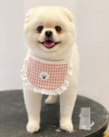 아이앤독