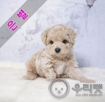 이소퍼피 강아지 남양주점