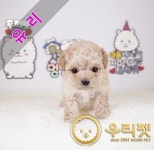 이소퍼피 강아지 남양주점